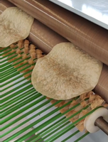Machine industrielle à tortillas de maïs mexicaines, presse à tacos, machine à fabriquer des tortillas à partir de céréales