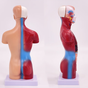 Modelo Anatómico Humano de Alta Gama de 26 CM, Desmontable, 15 Modelos Anatómicos Humanos - Product Image 6