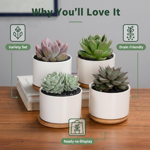 Maceta <span class=keywords><strong>de</strong></span> Cerámica Ecológica, Biodegradable, Ligera, <span class=keywords><strong>de</strong></span> Diseño Moderno y Simple, para Plantas Verdes, <span class=keywords><strong>Suculentas</strong></span> y Flores, para Uso en Escritorio - Product Image 5