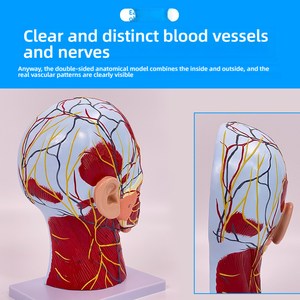 Modè<span class=keywords><strong>le</strong></span> d'anatomie faciale de <span class=keywords><strong>la</strong></span> <span class=keywords><strong>tête</strong></span> humaine avec les muscles des nerfs des vaisseaux sanguins du cerveau-pour <span class=keywords><strong>la</strong></span> dissection du cou et <span class=keywords><strong>la</strong></span> pratique de <span class=keywords><strong>la</strong></span> suture - Product Image 3