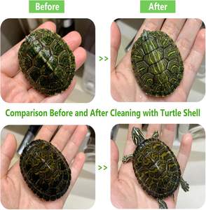 Cepillo exfoliante <span class=keywords><strong>de</strong></span> tortuga exfoliante con ventosa Shell Clean tortugas cepillo para rasguños en la espalda para eliminar tortuga Shell Scutes <span class=keywords><strong>barro</strong></span> suciedad - Product Image 4