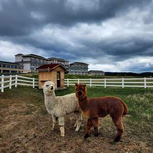 Valla de caballo de PVC con protección UV 100% de alta calidad, tablero de barandilla ecuestre de Metal duradero, pedido mínimo de 1kg - Product Image 4