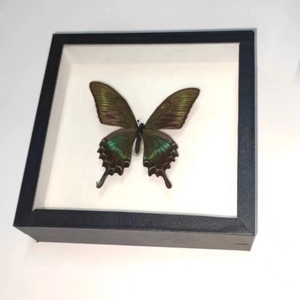 <span class=keywords><strong>Boîte</strong></span> <span class=keywords><strong>d</strong></span>'exposition <span class=keywords><strong>d</strong></span>'insectes et de papillons en verre avec couvercle en bois noir, taille et couleur personnalisées, habillée de tissu de reliure - Product Image 1