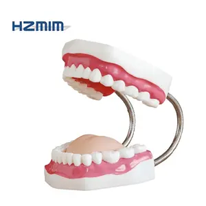 Ready to Ship Teeth Implant Model 28-32 Teeth Model Removable Dental Model