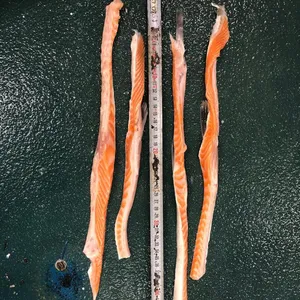 Frozen Atlantic Salmon Belly Good Quality