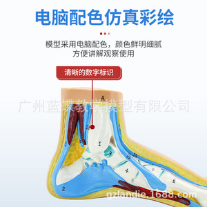 Présentation sur les pieds humains normaux, les pieds plats, les pieds arqués, les pieds hautement arqués, les arches plantaires, la pathologie des pieds, l'anatomie musculaire, etc. - Product Image 2