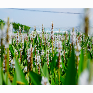 Planta Acuática White Pickerelweed - Apta para Estanques <span class=keywords><strong>de</strong></span> Jardín e Invernaderos - White Pickerelweed - Product Image 6