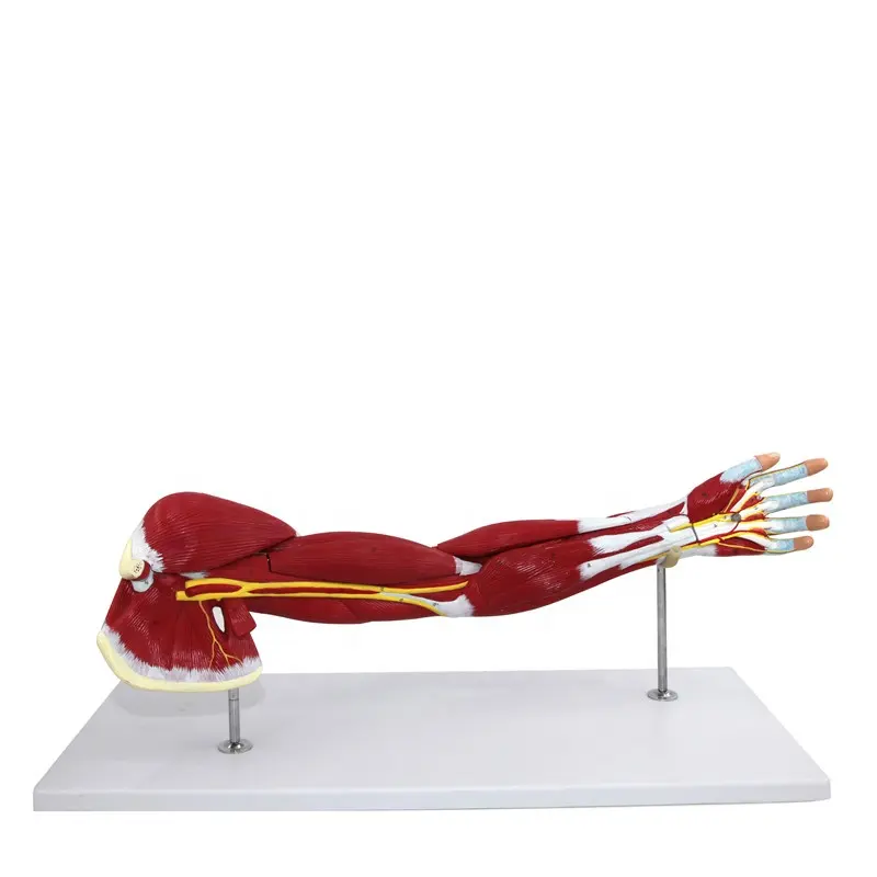 Modelo de músculos do braço humano do pvc, de alta qualidade, 7 peças, modelo de anatomia