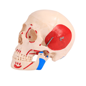 Modèle <span class=keywords><strong>de</strong></span> crâne naturel avec muscles colorés en PVC, modèle anatomique pour l'enseignement scolaire - Product Image 1