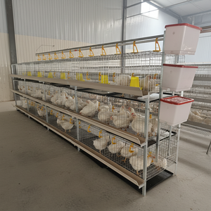 Cage à poulets de chair robuste GREAT FARM à 3 niveaux et 6 portes, galvanisée à froid, capacité 54-60 oiseaux, équipement commercial pour élevage avicole - Product Image 2