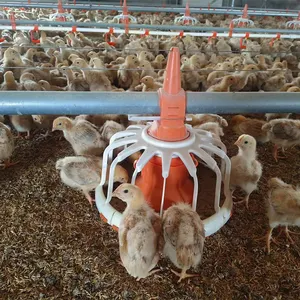 Perlengkapan Ayam otomatis unggas otomatis, sistem jalur pemberi makan rantai unggas otomatis