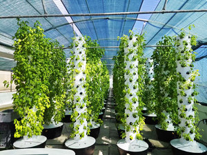 Sistema de Cultivo <span class=keywords><strong>Vertical</strong></span> Automático Multicapa Aeropónico e Hidropónico con Bomba para Vegetales - Agricultura <span class=keywords><strong>Vertical</strong></span> Patentada (6/8/10 Capas) - Product Image 3