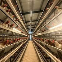 Équipement d'élevage de poulets de chair automatique moderne, cage à poulets de chair de type H