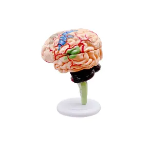 ชุดเครื่องมือเพื่อการศึกษาในสมองต้นแบบของ4D ขนาดมินิ DIY แบบจำลองสมองของมนุษย์สำหรับรูปแบบการสอน SY-N012