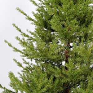 Sapin de Noël en PET toutes tailles, sapin artificiel réaliste en sapin de pin avec aiguilles denses pour la décoration d'hôtels et de centres commerciaux, décorations de Noël - Product Image 3