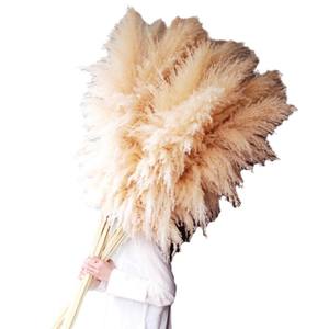 Décor à la maison chaud herbe en pot plante dense moelleux plume chien queue grand roseau pampa herbe - Product Image 4