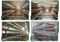 Cages pour poules pondeuses 1000 oiseaux de type A cages automatiques pour poulets de chair