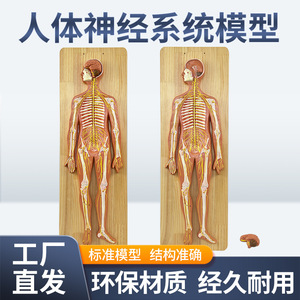 Modelo Anatómico del Sistema Nervioso Humano: Sistema Nervioso Central, Cerebro, Médula Espinal; Anatomía Sistémica del Sistema Nervioso Central - Product Image 2