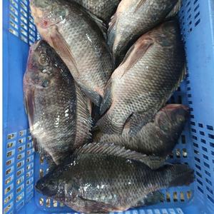 Poisson Tilapia Congelé, Poisson Tilapia Noir, Poisson Tilapia Vivant à Vendre, Fruits <span class=keywords><strong>de</strong></span> Mer Tilapia Congelés - Product Image 5