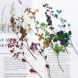 Flores Prensadas <span class=keywords><strong>de</strong></span> Columbine Siberiana y Medio-Rue para Marcos <span class=keywords><strong>de</strong></span> Fotos y Arte en Resina - Product Image 6