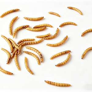 Vers <span class=keywords><strong>de</strong></span> farine séchés 100 % naturels riches en protéines en vrac, friandise pour oiseaux et tortues avec vitamines et minéraux - Product Image 4