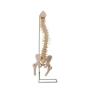 Gd/a11105 honglian modelo do corpo humano da coluna vertebral com pélvis