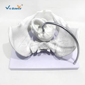 Modelo de Pelvis Femenina para Enseñanza de Partería, Modelo de Hueso para Entrenamiento de Enfermeras en Escuelas de Medicina - Product Image 2