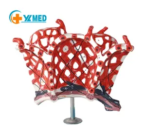 最优惠的价格医学科学塑料PVC材料解剖肺小叶模型和肺泡模型