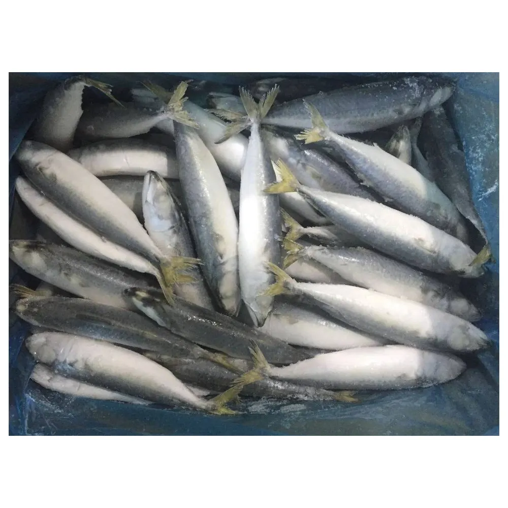 أسعار سمك الماكريل الصناعي المجمد بسعر الجملة سمك الماكريل المجمد والمحيط الهادئ سمك الماكريل الجنوبي