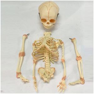 KyrenMed modèle de <span class=keywords><strong>squelette</strong></span> infantile modèle de crâne de fœtus taille réelle 15.7 pouces <span class=keywords><strong>squelette</strong></span> de bébé fœtal modèle anatomique d'orthopédie pour l'étude - Product Image 3