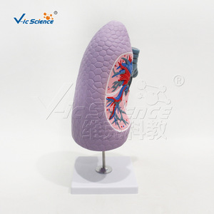 Modèle de bronche du poumon droit, modèle d'anatomie du système respiratoire, modèle de démonstration pour la formation pratique en faculté de médecine. - Product Image 2