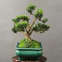 Origine des plantes en pot, plantes en pot toutes saisons, faciles à cultiver pour la décoration de jardin et de cour.