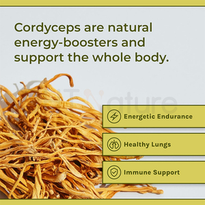 Chtnature Oem Supplementen Organische <span class=keywords><strong>Cordyceps</strong></span> Militaris Sinensis Extract <span class=keywords><strong>Cordyceps</strong></span> Capsules - Product Image 5