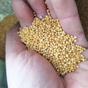 Semi di <span class=keywords><strong>Senape</strong></span> <span class=keywords><strong>Bianca</strong></span> - Product Image 4