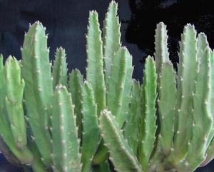 Hot bán cây xương rồng chiết xuất opuntia ficus-indica chiết xuất - Product Image 4