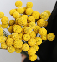 Bunga Billy Balls Potong Segar Grosir, Craspedia Kuning Alami Asli untuk Rangkaian Bunga