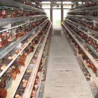 Cage pour poules pondeuses avec abreuvoir à tétine et plateau à œufs pour poules pondeuses, ferme avicole, 4 niveaux, 4 portes, Type-A