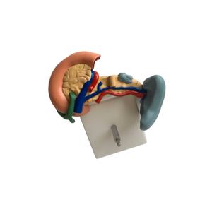 Anatomie Van Het Menselijk Lichaam Model Ziekten Van <span class=keywords><strong>Pancreas</strong></span> Milt Galblaas Anatomisch <span class=keywords><strong>Pancreas</strong></span> Model - Product Image 6