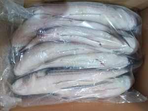 F102 Alta qualidade Venda quente 500G + Eviscerado Cinza Congelado Mullet Fish - Product Image 5