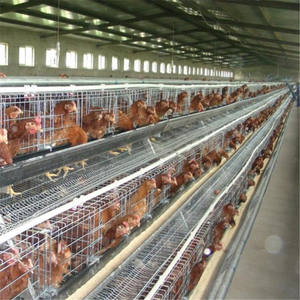 กรงไก่แบบ H 4 ชั้น อุปกรณ์ฟาร์มชุบสังกะสีแบบจุ่มร้อน อัตโนมัติ ทำความสะอาดมูล<span class=keywords><strong>ไก่</strong></span> <span class=keywords><strong>ราคา</strong></span><span class=keywords><strong>ถูก</strong></span>ใหม่ ใช้งานได้ยาวนาน - Product Image 6