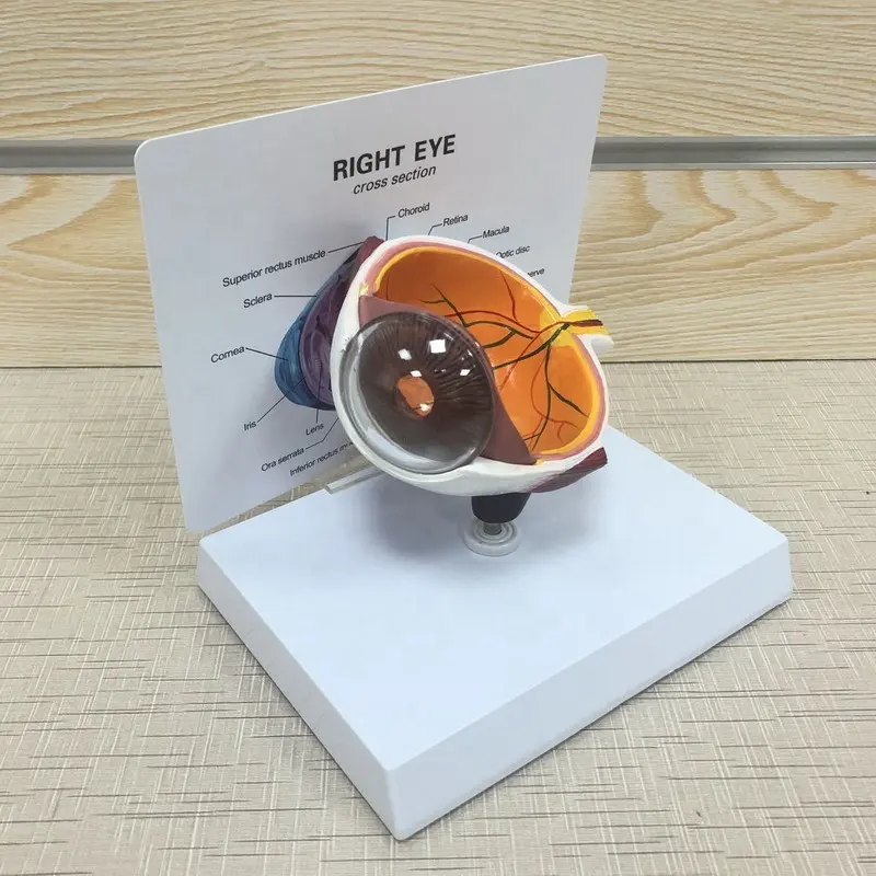 3D İnsan göz anatomik modeli için okul, gözküresi anatomisi göz için tıbbi öğretim