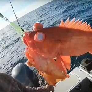 Lures Bait Fishing Lure Fluorescent <strong>Squid</strong> <strong>Jigs</strong> Fish Bait <strong>Squid</strong> Dtd Yozury <strong>Light</strong> Fishing <strong>Squid</strong> Lure Cm 10 - Product Image 5