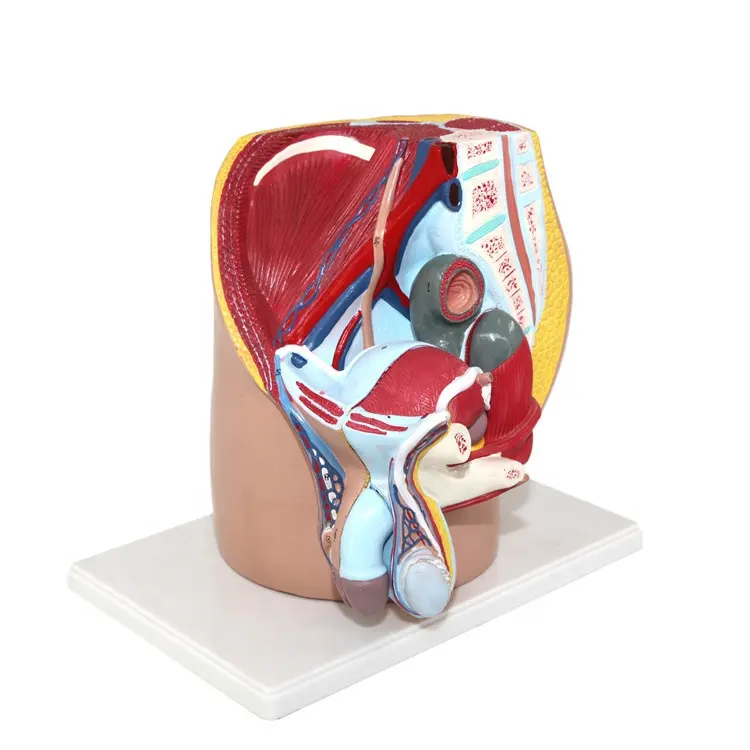 Human Female And Male Organ Model Human Body Organs Of Medical Model Amatomical Model