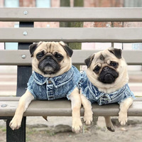 Luxe Mode Classique Teddy Bouledogues Français Corgi Jeans Chiens Vestes Printemps Été Chien Gilet Pet Chien Veste Manteau En Gros