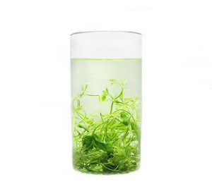 Tè Jiaogulan 100% Naturale, Tè alle Erbe Sfuso dalla Cina, Gynostemma Pentaphyllum in Confezione Sacchetto - Product Image 2