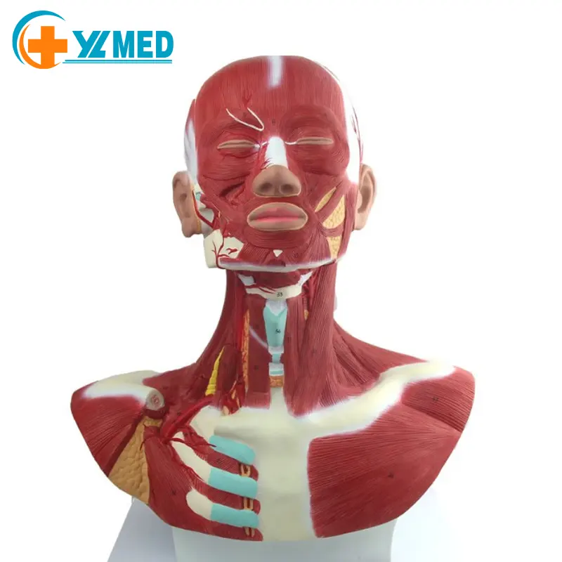 Baş, yüz ve boyun kaslarının fiziksel anatomisi ve kafa anatomisinin dış karotis arter dağıtım modeli