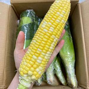 Maíz Dulce Congelado Rápido, Certificado BRC HACCP, Vegetales Congelados 100% Maíz, Listo para Comer, 24 Meses de Duración, Marca <span class=keywords><strong>Geoff</strong></span> - Product Image 4