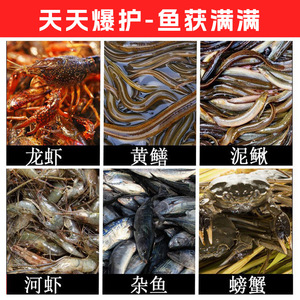 King Of Nets Blue Temptation Shrimp Bait Granular Carp Attractant Freshwater Bottom Fishing Lure - Product Image 5