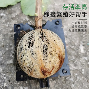 Kyushu Garden Plant Rooting Apparatus Black <b>Plastic</b> Air Layering Grafting <b>Box</b> For Gardening Propagation - Product Image 2