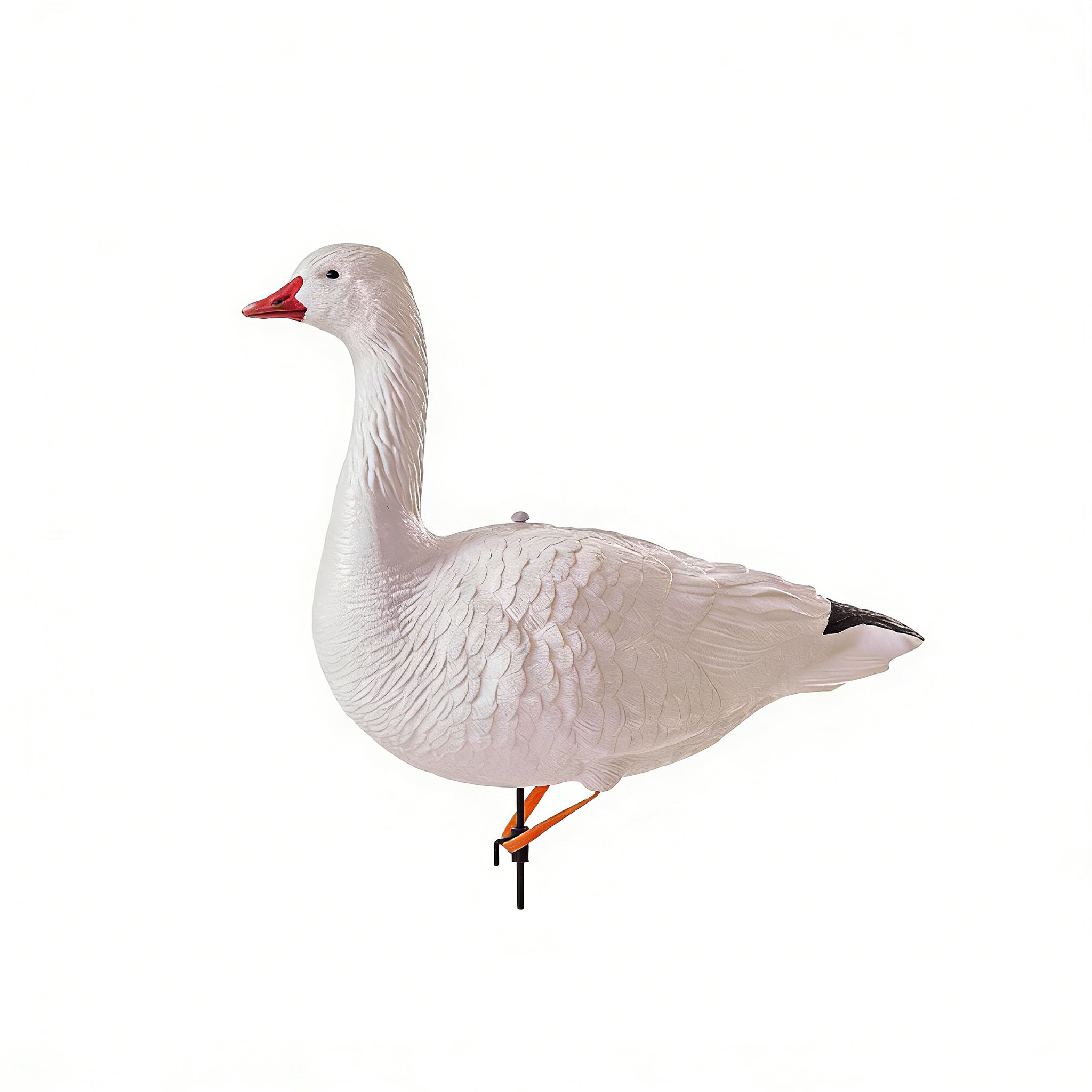 Blanco